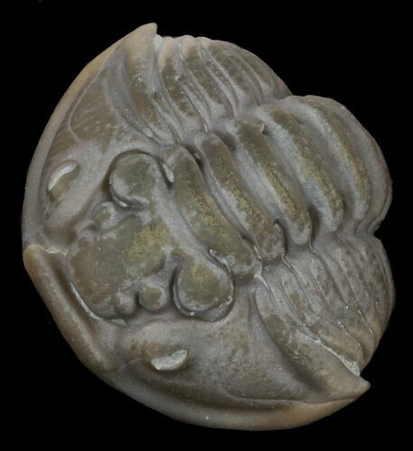 Enrolled Flexicalymene Trilobite - Ohio #45035